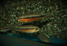 DWARF CICHLID ELIZABETHAE