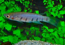 KILLIFISH SEXFASCIATUS