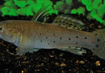 KNIGHT GOBY