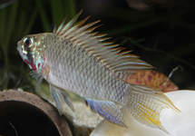 DWARF CICHLID PIAROA