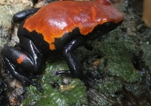 SPLASH-BACKED POISON FROG RED