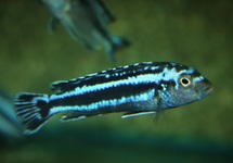 MAINGANO MALAWI CICHLID