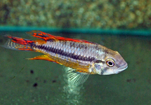 COCKATOO DWARF CICHLID