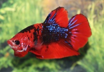 BETTA PLAKAT FANCY MALE