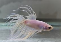 COMBATTANT CROWNTAIL BLANC (MÂLE)