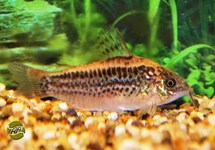 ELEGANT CORY