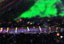 KUHLI LOACH ALTERNANS