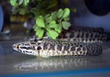 SPOTTED SNAKEHEAD