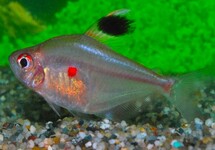 BLEEDING HEART TETRA