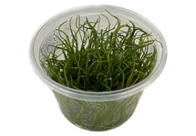 Lilaeopsis brasilensis in vitro cup